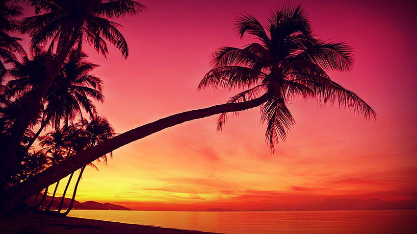 Tropical, Sunset, Palm Trees, Silhouette, Beach, sunset beach HD ...