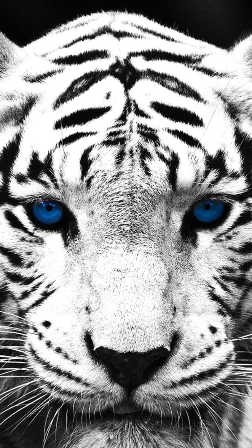 White Tiger Iphone HD phone wallpaper | Pxfuel