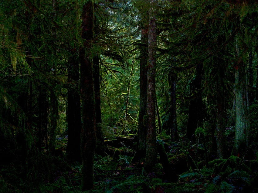 Hutan Gelap, hutan pohon pinus hijau Wallpaper HD