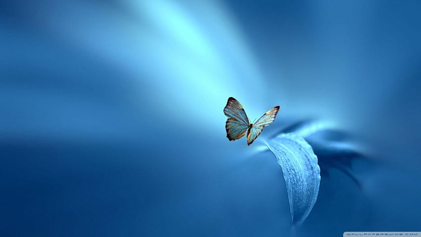 Butterfly, Blue Backgrounds ❤ for Ultra, butterfly blue background HD wallpaper