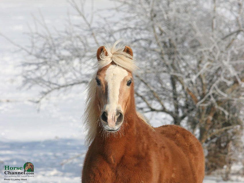 Winter Screensaver Equine e, cavalos na neve papel de parede HD