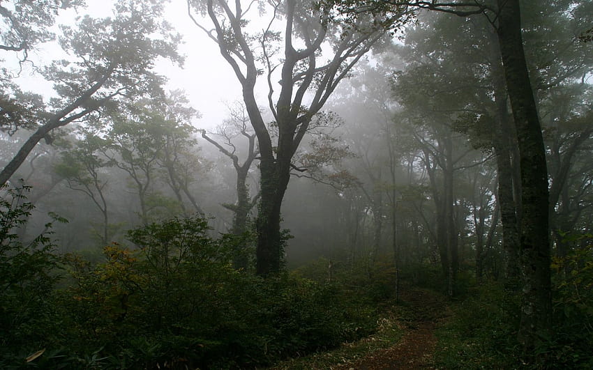 1680x1050 wood, track, trees, fog, haze, secret, mysticism, morning 16:10 backgrounds, morning haze HD wallpaper