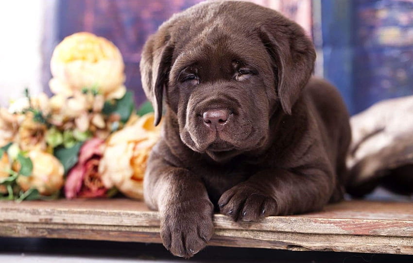 bunga, anak anjing, Labrador, cokelat , bagian собаки, labrador cokelat Wallpaper HD