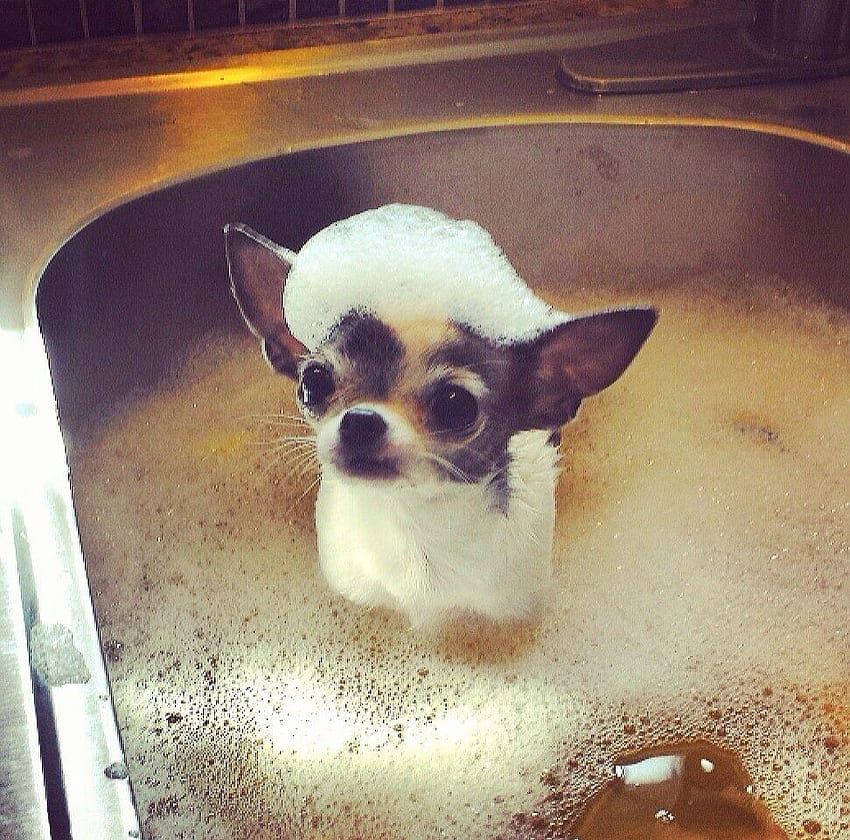 Bath time for Chihuahua., pinky the chihuahua HD wallpaper