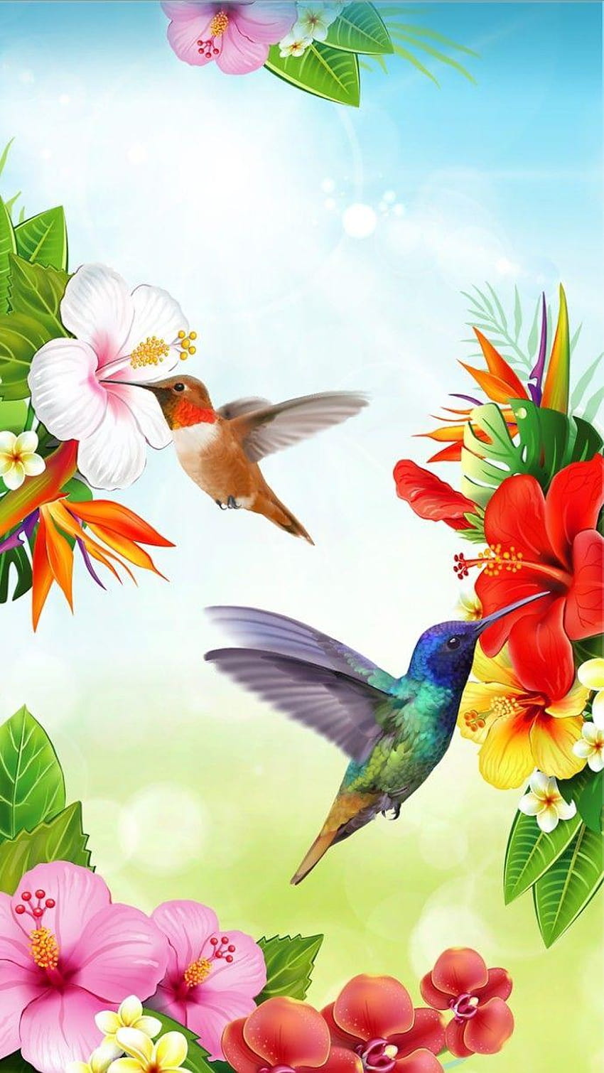 burung kolibri dan mawar wallpaper ponsel HD