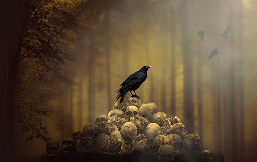 Rave empoleirado na pilha de ilustração de crânio humano, corvo, animal corvo papel de parede HD
