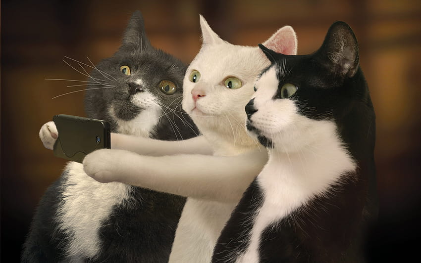 Lustige Katze auf Hund, Katzen mit Laptop HD-Hintergrundbild