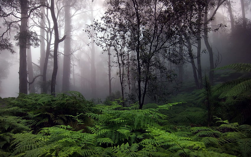 Regen im Wald, Regenwaldpfad ultra HD-Hintergrundbild