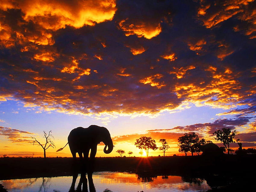 s hermosos de la puesta del sol del elefante, elefantes africanos del safari fondo de pantalla