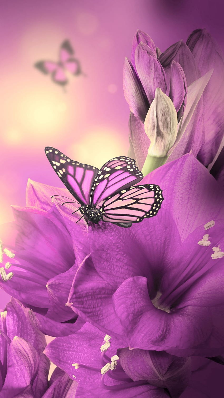 pink butterfly iphone HD phone wallpaper