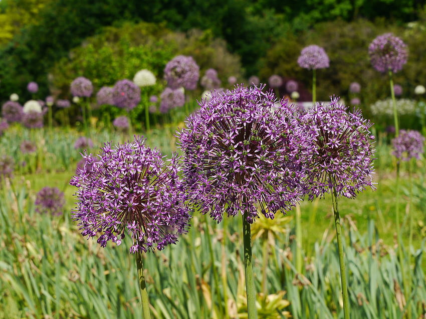 Allium Purple Field With Lens Flare And Full Frame For Wallpaper And Post  Card. Stock Photo, Picture and Royalty Free Image. Image 106056232.