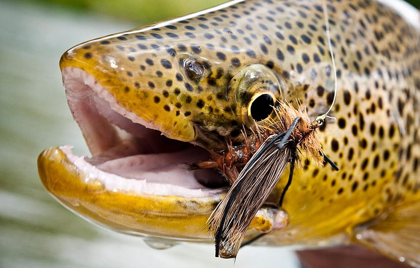 Pesca con mosca de trucha marrón en verano y principios de otoño fondo de pantalla