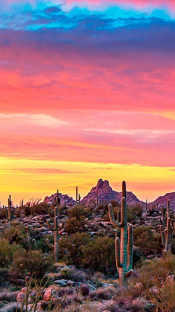 Phoenix Arizona, fenice az Sfondo del telefono HD | Pxfuel
