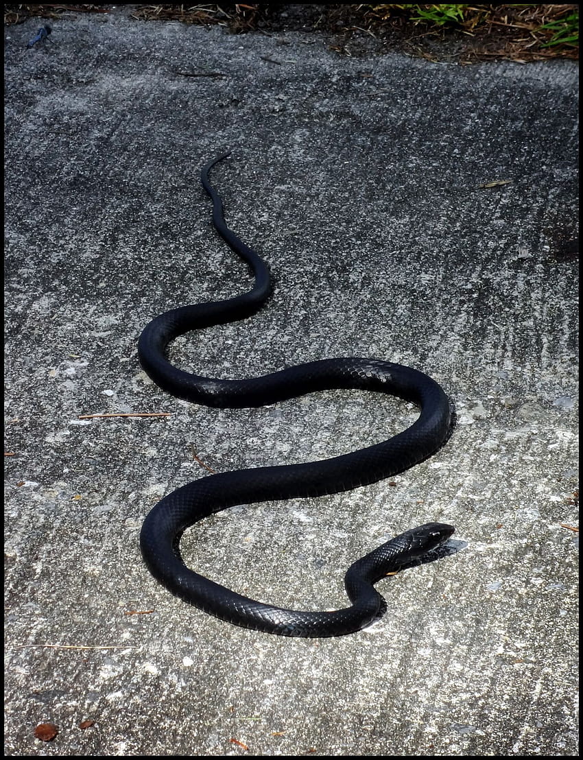 Black racer snake at Okefenokee, GA HD phone wallpaper