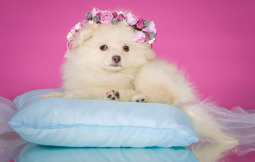 flowers, background, pink, dog, puppy, lies, pillow, elegant, wreath, Spitz, organza , section собаки, pink puppy HD wallpaper