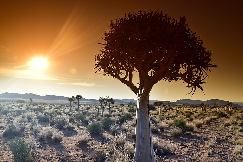 Grasses in desert, northern cape, africa, quiver trees HD wallpaper