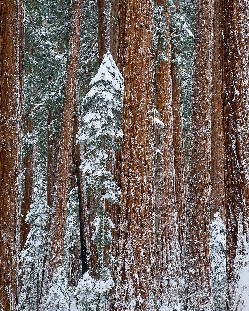Winter Sequoias, sequoia winter HD phone wallpaper