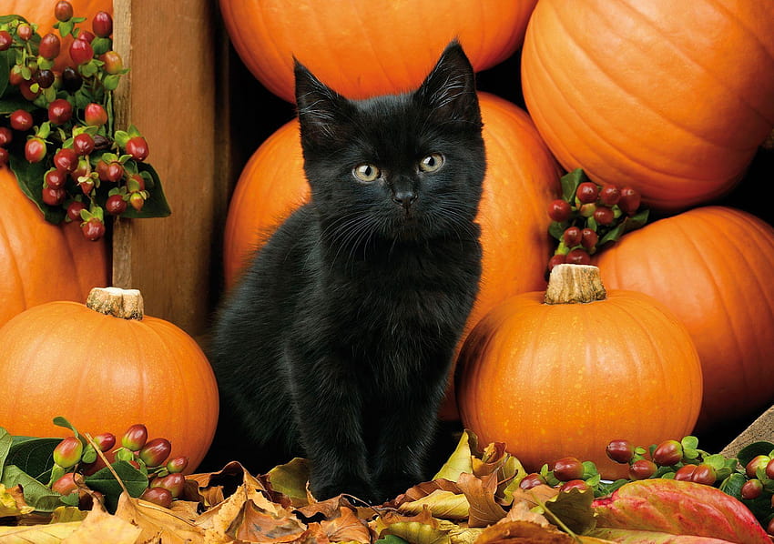 Cute Black Cat Halloween, halloween kitty HD wallpaper