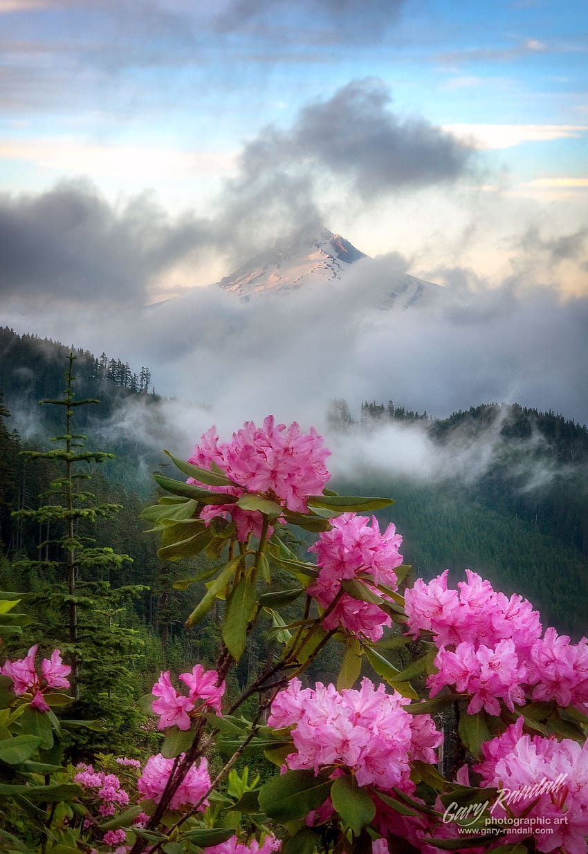 Rhododendrons Fond d'écran de téléphone HD