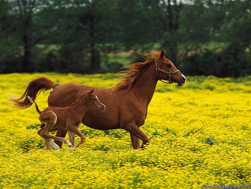 » Animals Backgrounds » Arabian Mare and Foal, mare animal HD wallpaper