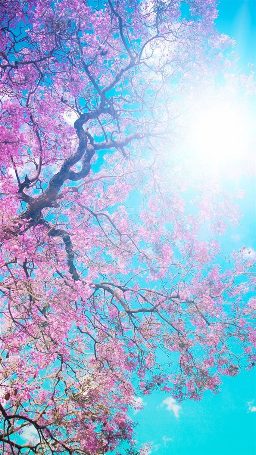 Tree Sun Blue Lilac Krone Spring Flowering From Below Light iPhone 8, spring light purple HD phone wallpaper