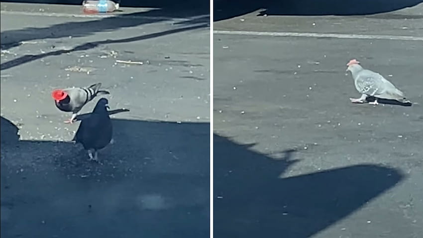 Someone Is Putting Cowboy Hats on Pigeons in Las Vegas HD wallpaper