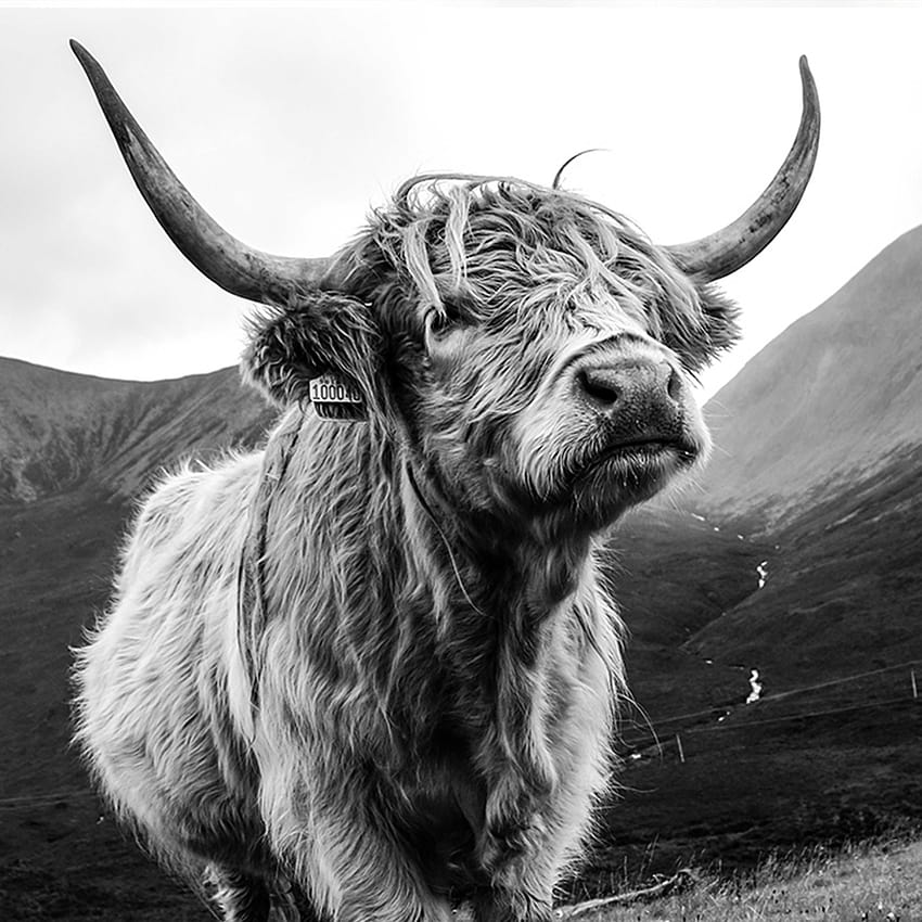 Skye Coo, Highland Cow Art Print, високопланински говеда HD тапет за телефон