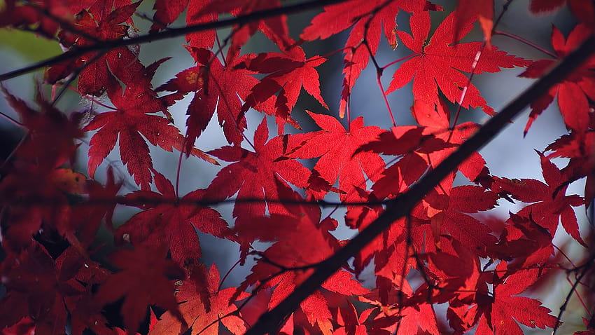 windylife, art, maple, paper, japanese, leaves, enabled, tumblr japanese HD wallpaper
