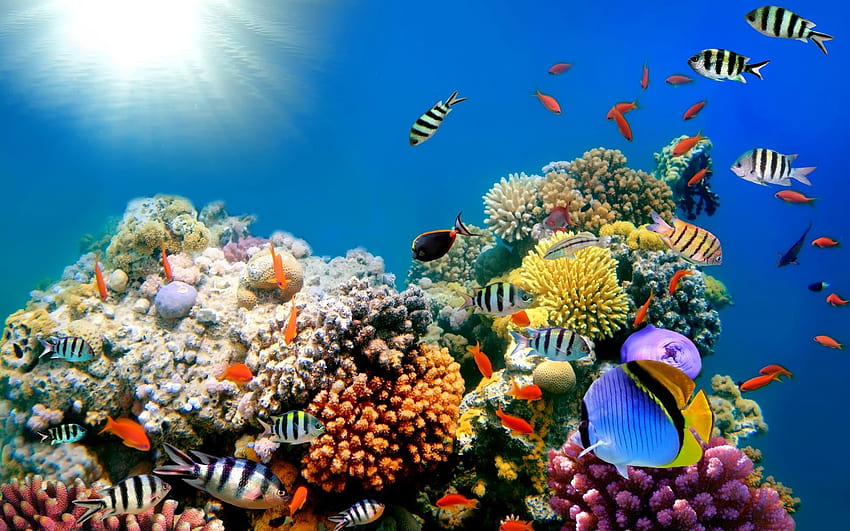 Mercan resifi akvaryumu ekran koruyucusu, mercan resifi bilgisayarı olacak benzersiz bir ekran koruyucudur. HD duvar kağıdı