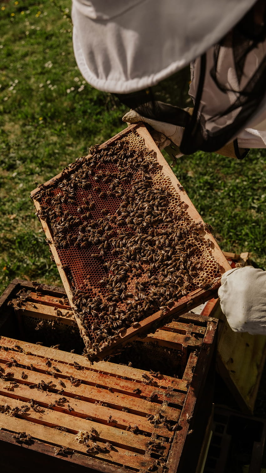 Apiary, beekeeping HD phone wallpaper