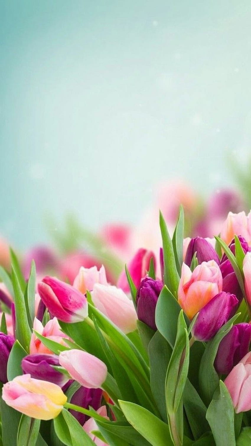 różowe fioletowe i żółte tulipany, niewyraźne tło, telefon, wesoła wiosna, wiosenny kwiat tulipana Tapeta na telefon HD