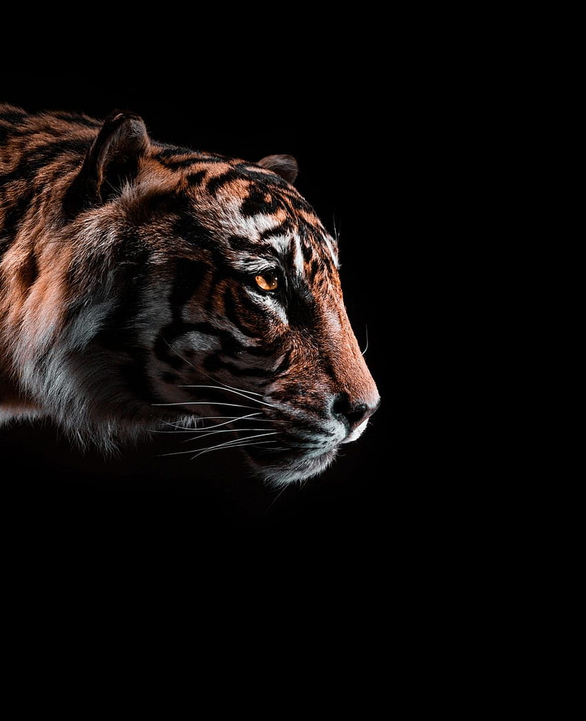 tiger dark HD phone wallpaper