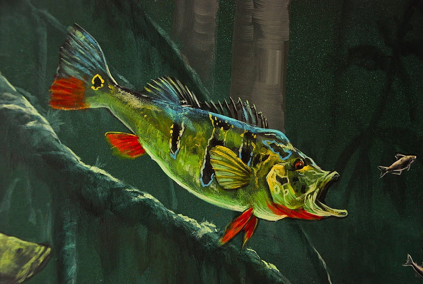 Các loại cá cảnh nước ngọt đẹp nhất phổ biến hiện nay, peacock bass HD wallpaper