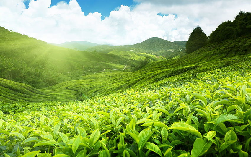 Teefelder, Cameron Highlands HD-Hintergrundbild
