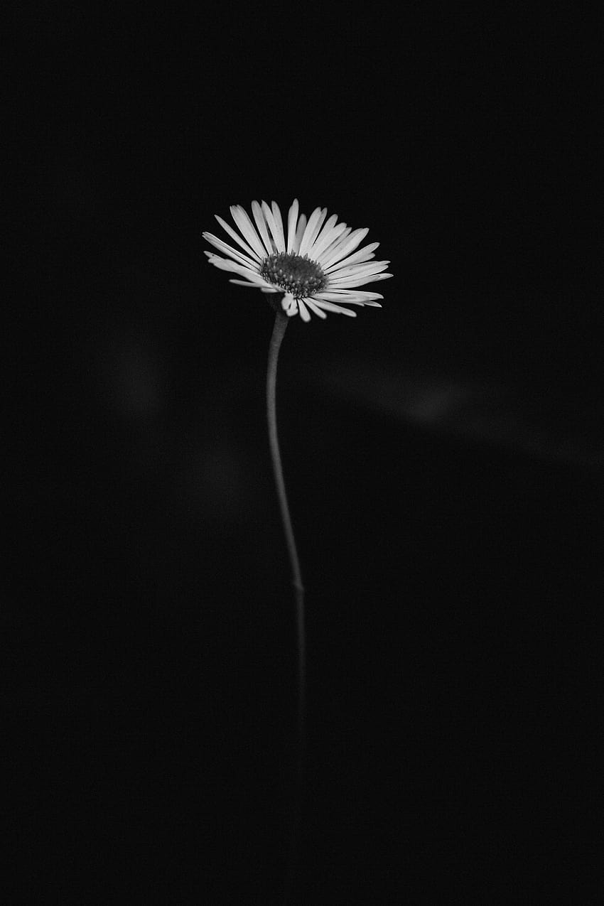 Black and White Daisy on Dog, flower daisy HD phone wallpaper
