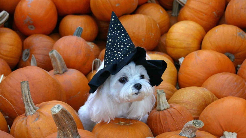 単純に : 私は甘い魔女のオレンジ色の帽子をかぶっています 黒い犬, ハロウィーンの犬 高画質の壁紙