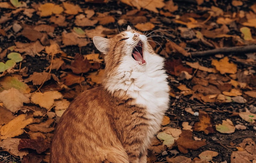 White, animals, nature, cat, autumn, leaves, orange, blur, cats, funny ...