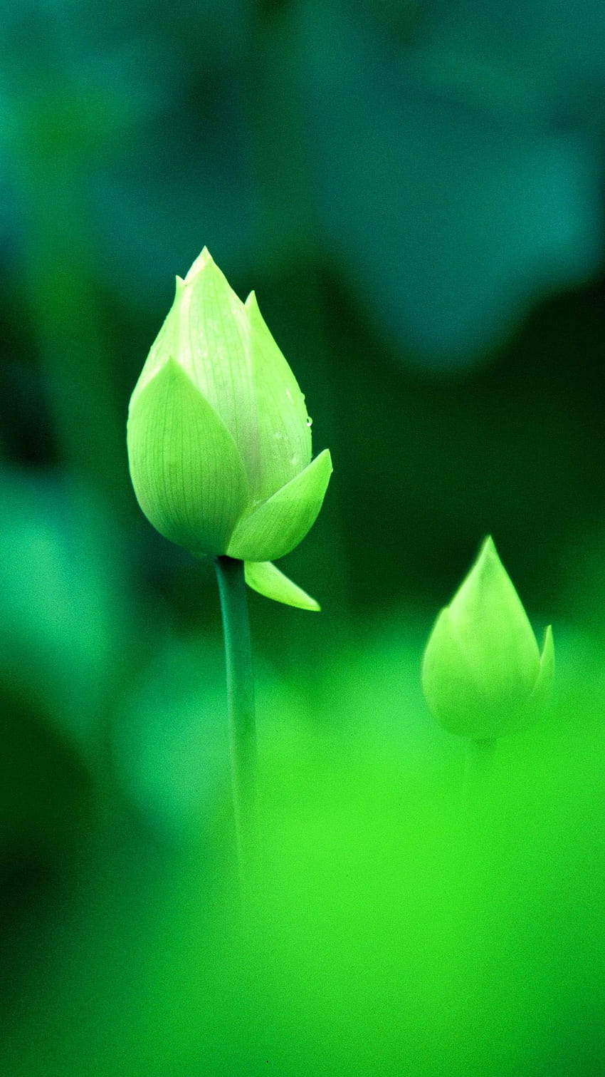 Fresh Green Lotus Bud Macro Bokeh iPhone 8 HD тапет за телефон