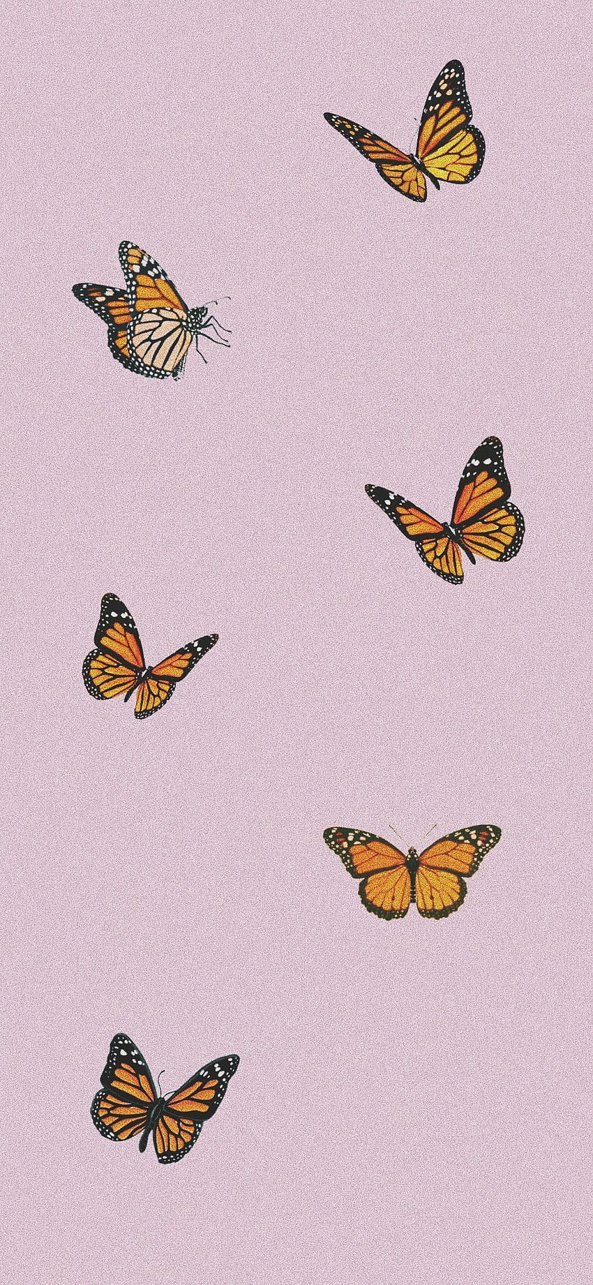 VSCO Butterfly, cute aesthetic butterflies HD phone wallpaper | Pxfuel