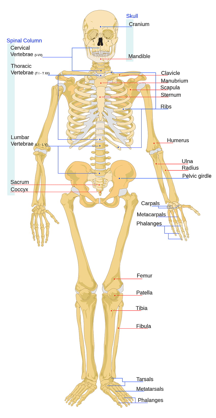 Arquivo:Frente do esqueleto humano en.svg, ossos humanos Papel de parede de celular HD