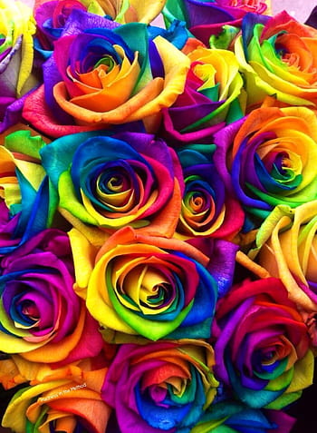 Colorful Roses Desktop Wallpapers  Top Free Colorful Roses Desktop  Backgrounds  WallpaperAccess