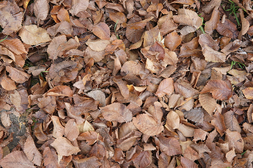 Brown Autumn or Fall Leaves Texture, brown autumn leaf HD wallpaper