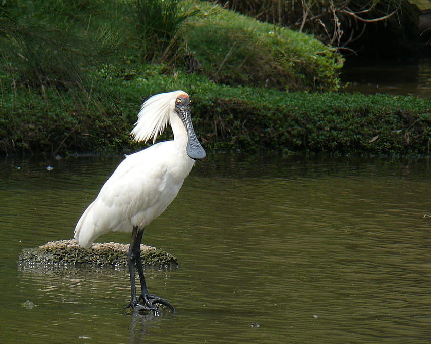 White spoonbill HD wallpaper