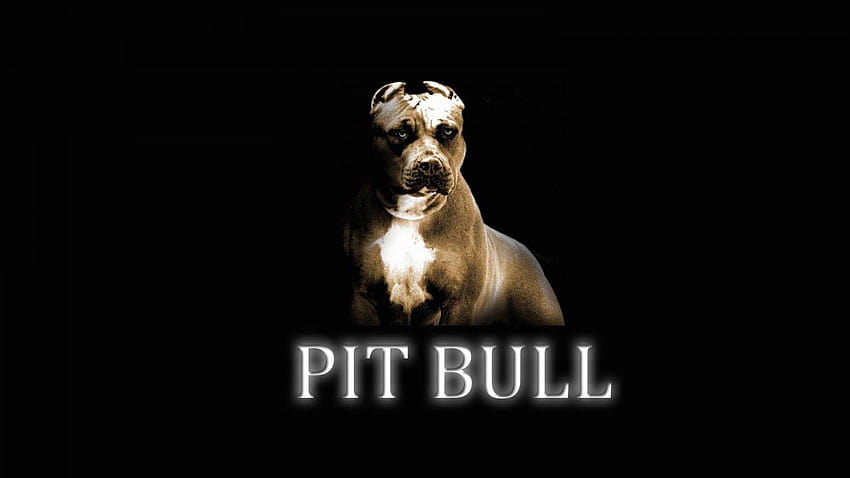 Pitbull at Dog Show 13/12/2015, pitbull dog background HD wallpaper