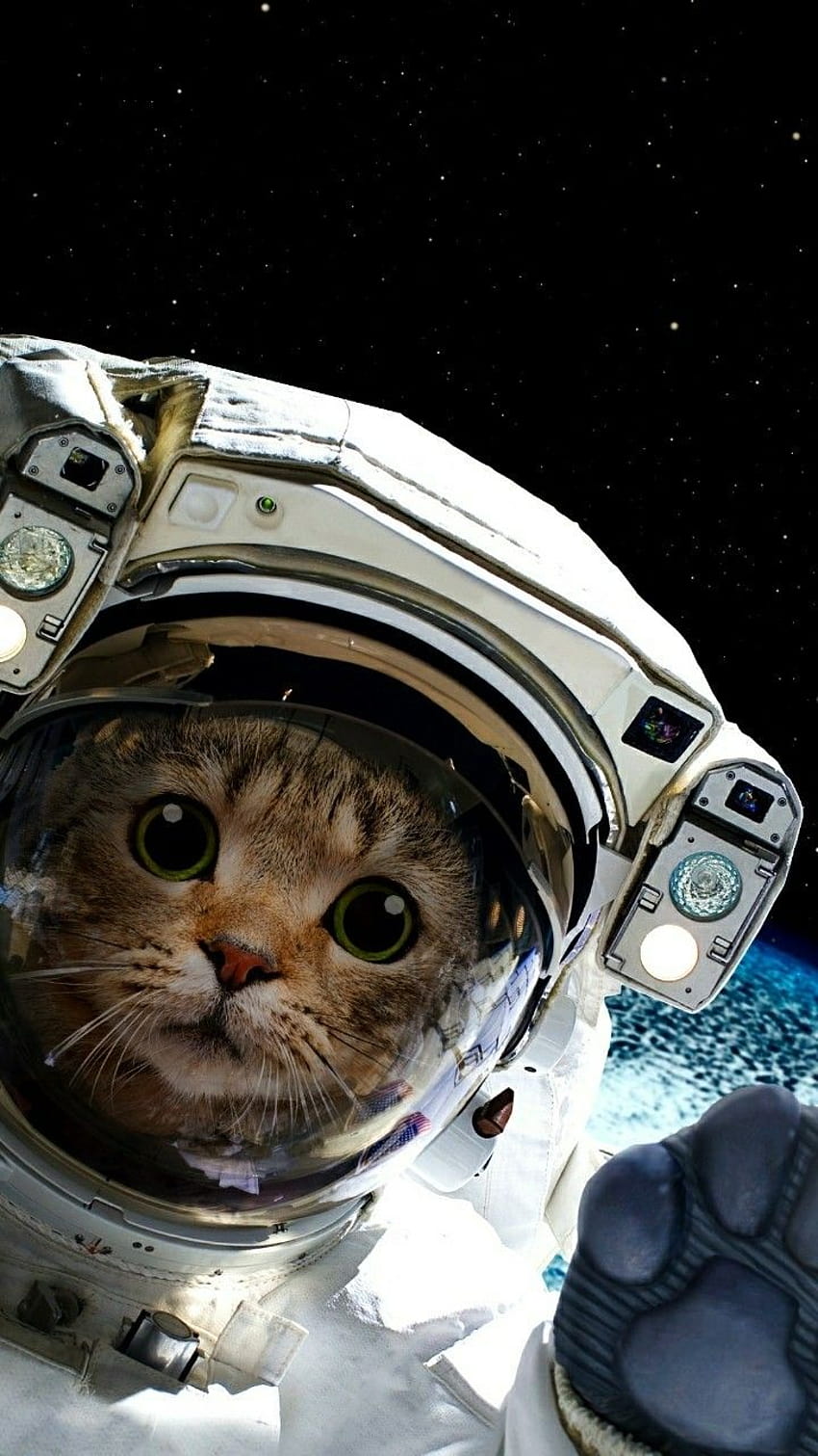 kucing luar angkasa, kucing astronot wallpaper ponsel HD