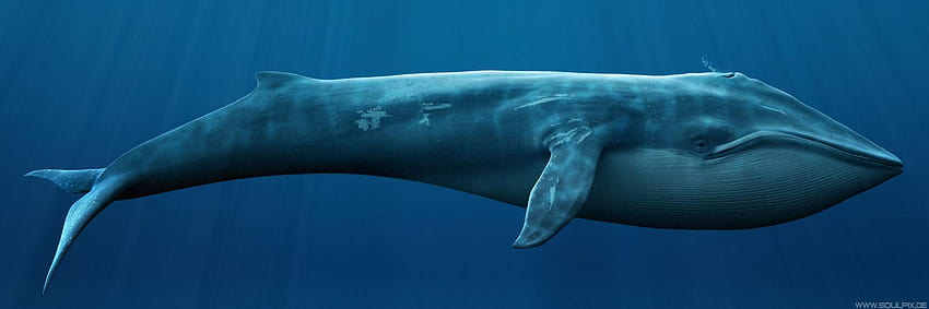 Audio: Bowhead whales in the Arctic sing hundreds of complex HD ...