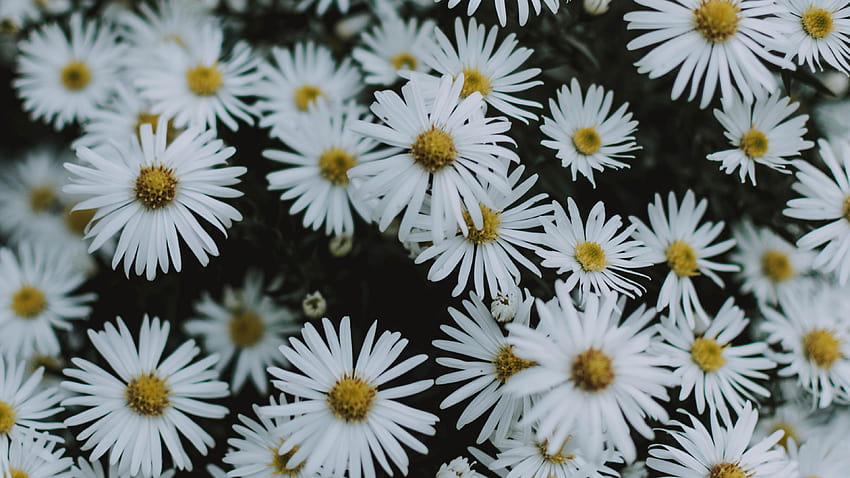 3840x2160 daisies, flowers, white, macro, bloom u 16:9 backgrounds, daises HD wallpaper