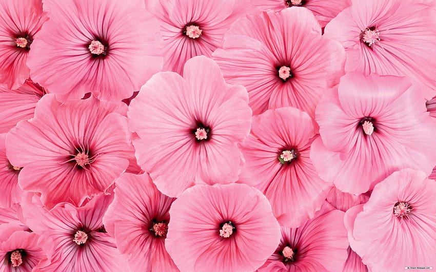 Pink Flowers Check Out More Exciting , Covers, and DPs, flower pink HD wallpaper