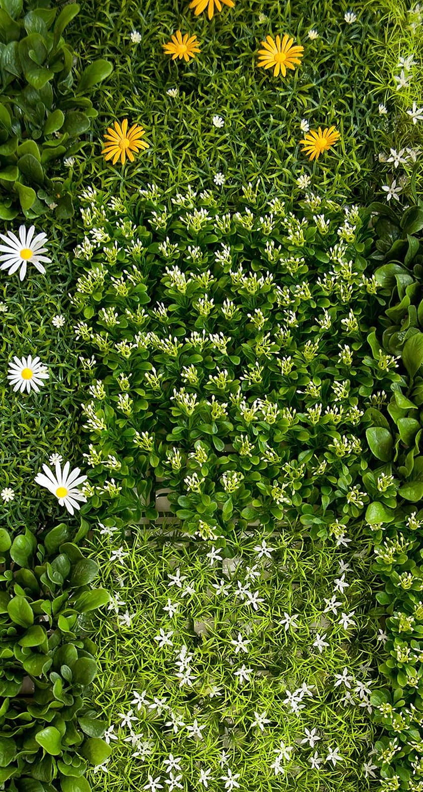 TAP AND GET THE APP! Nature Unicolor Grass Flowers Green Сhamomile iPhone 5 Wallpape…, natural herbs and shrubs HD phone wallpaper