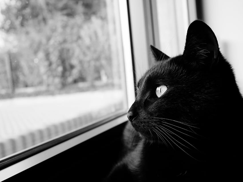 Papel de parede gatinhos kawaii branco e preto